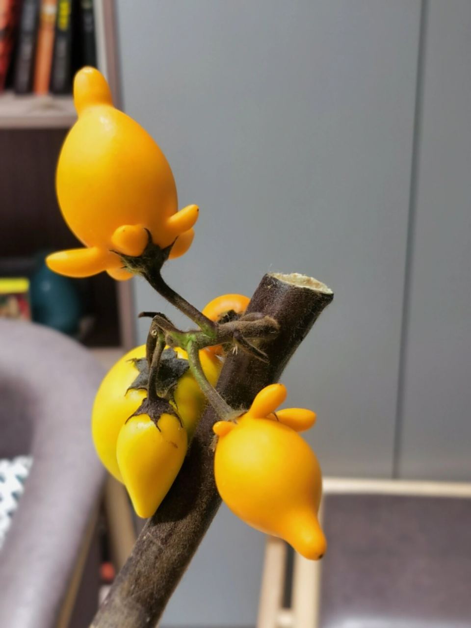 每日一花(11) | 黄金果 黄金果,又名"乳茄","五指茄","五代同堂果""