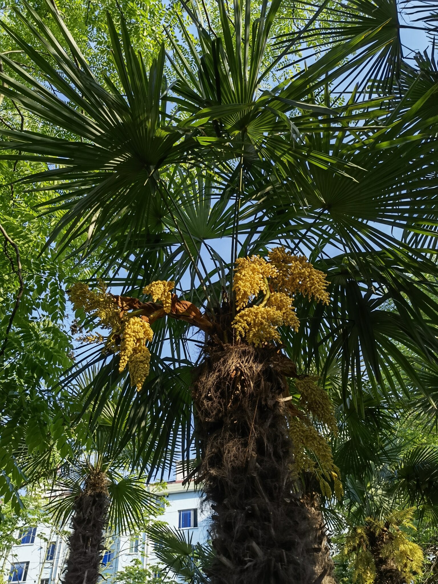 为棕榈科植物棕榈trachycarpus fortunei