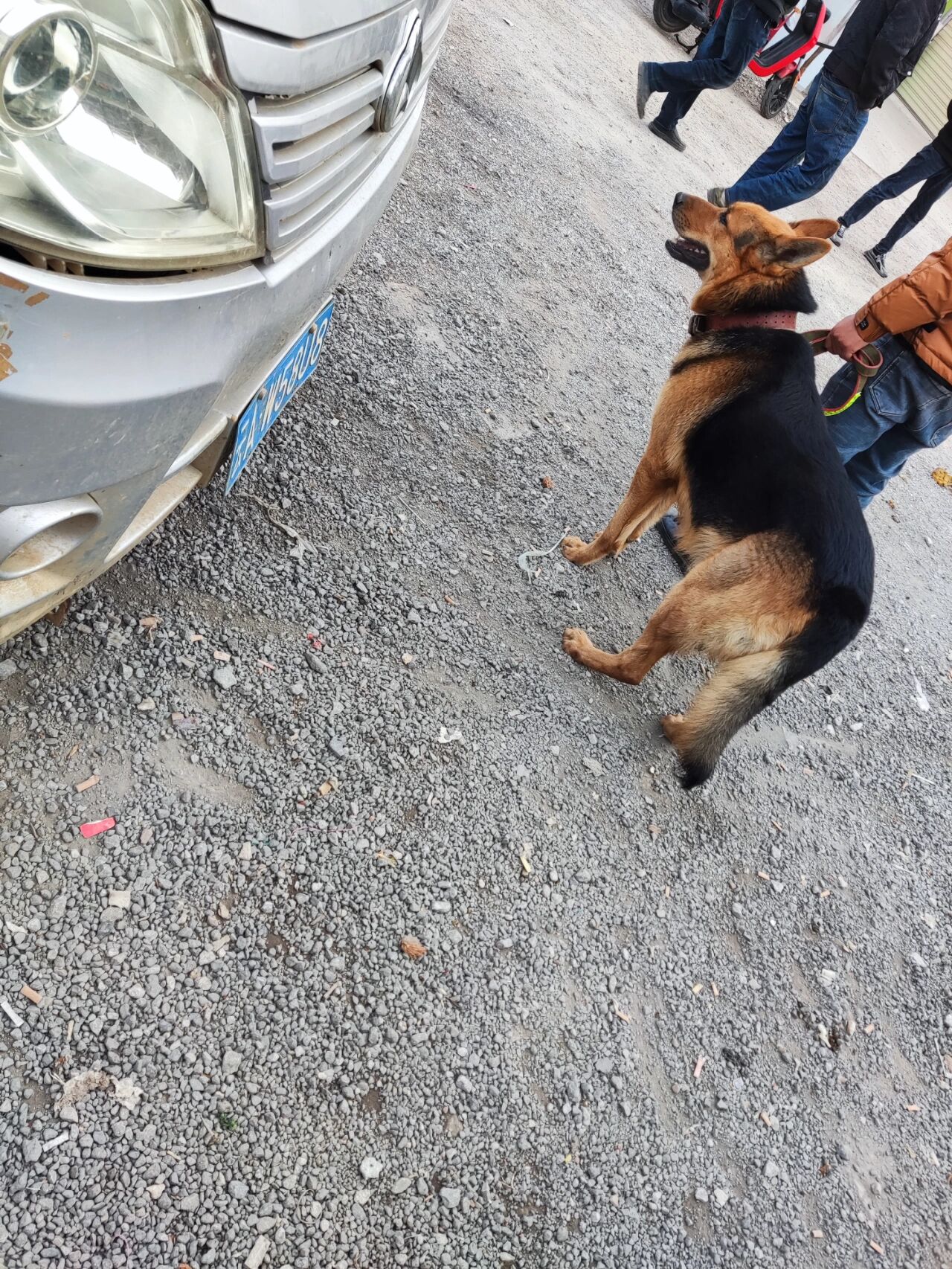 昆明小板桥狗市 大型犬爱好者的福音 我家就小板桥狗市场前面  走路10