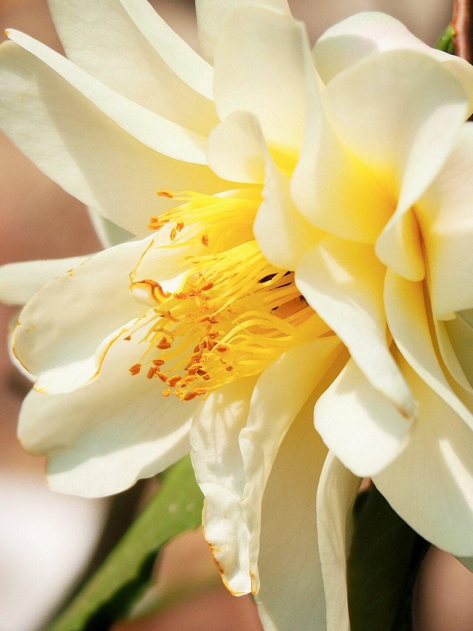 莲华 "黄莲华"山茶(camellia ki-renge )是我很喜欢的杂交茶花品种