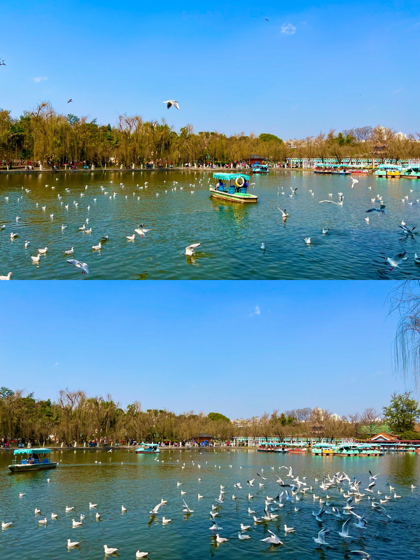 生机盎然的昆明翠湖公园———值得一游