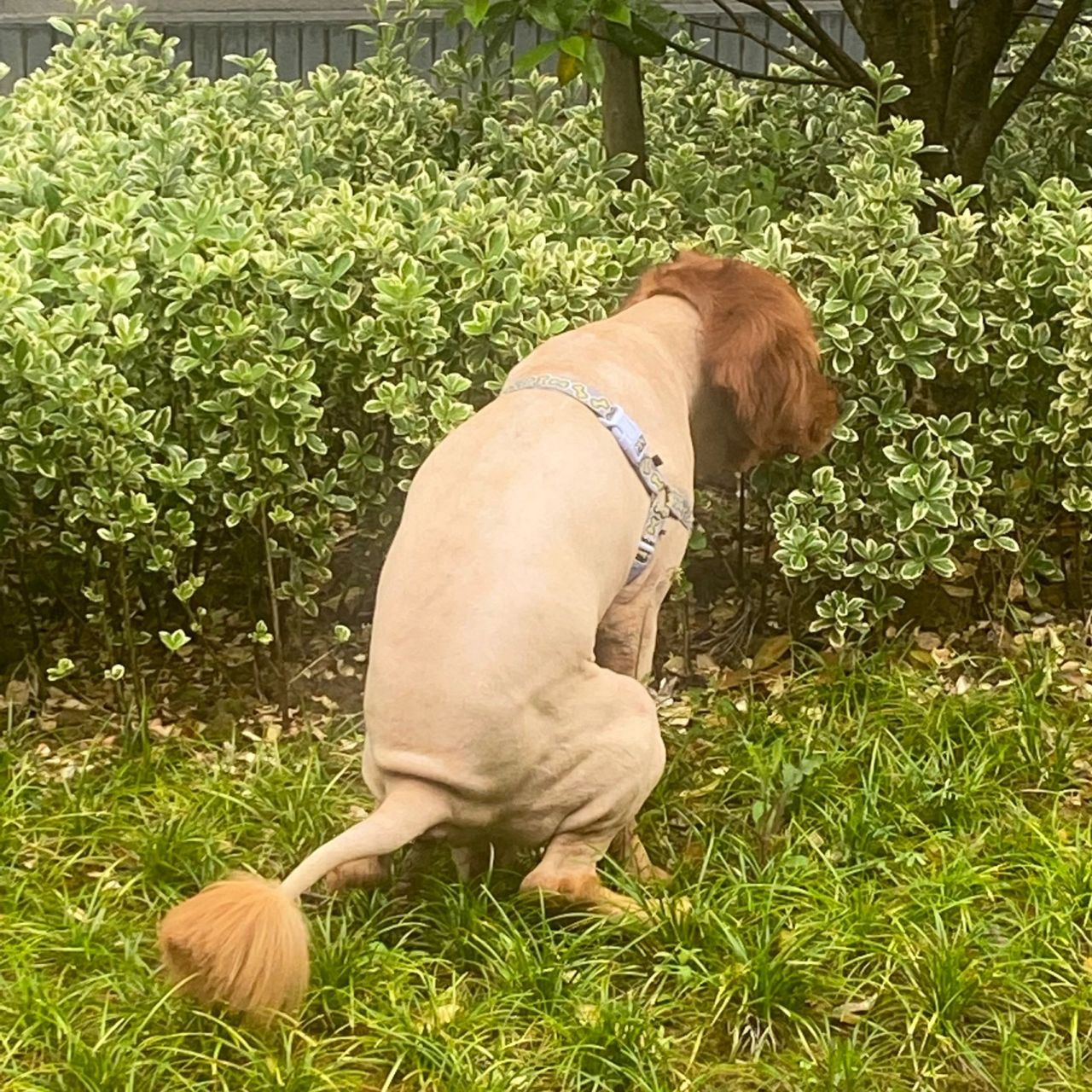 夏天到了,长毛大型犬该不该剃毛 我家金毛4岁了,每年都会剃毛,南京