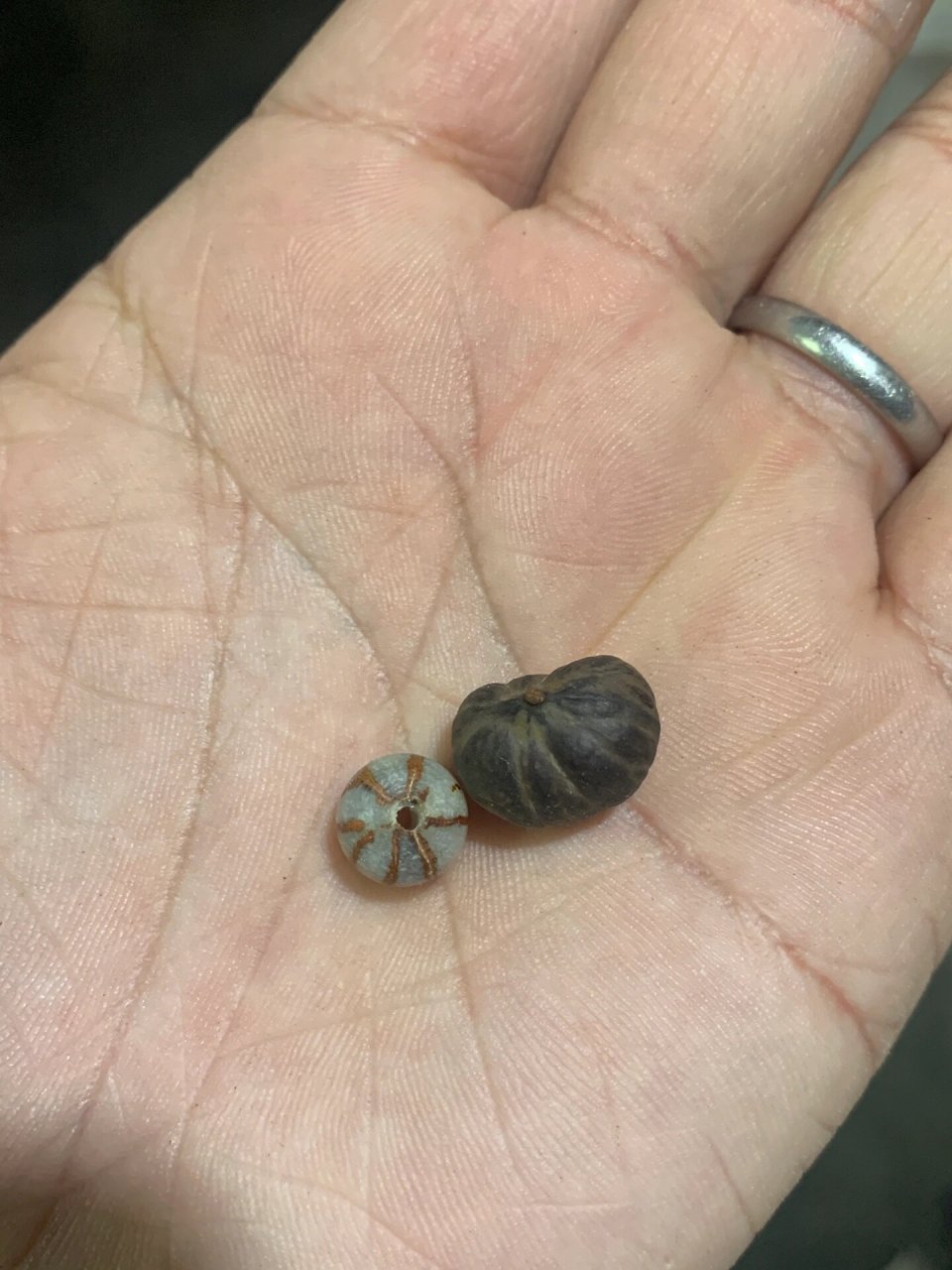 棕榈科鱼尾葵的种子,晚上回去磨来看看!