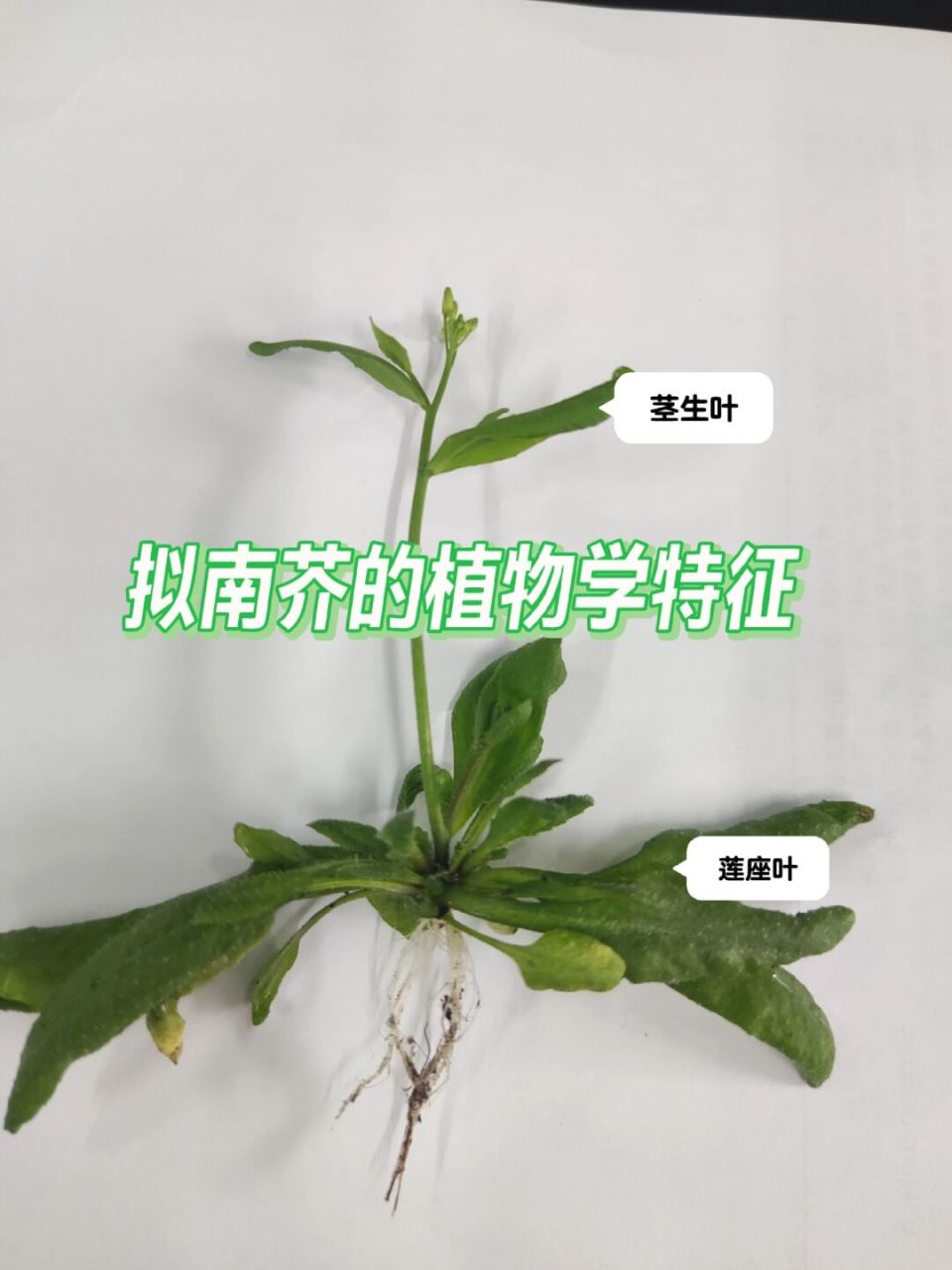 拟南芥实验室种植图片