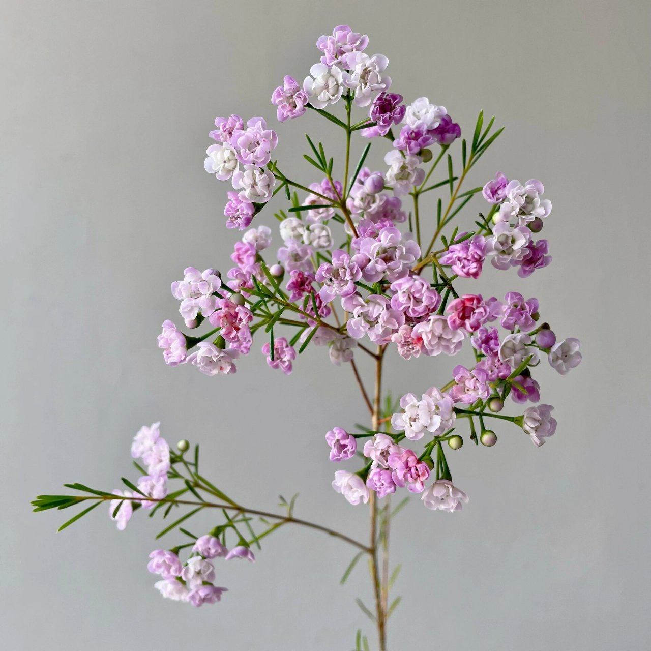 粉色重瓣腊梅94(花景园鲜花) 腊梅又称澳梅,蜡花 有尖头,平头 单瓣