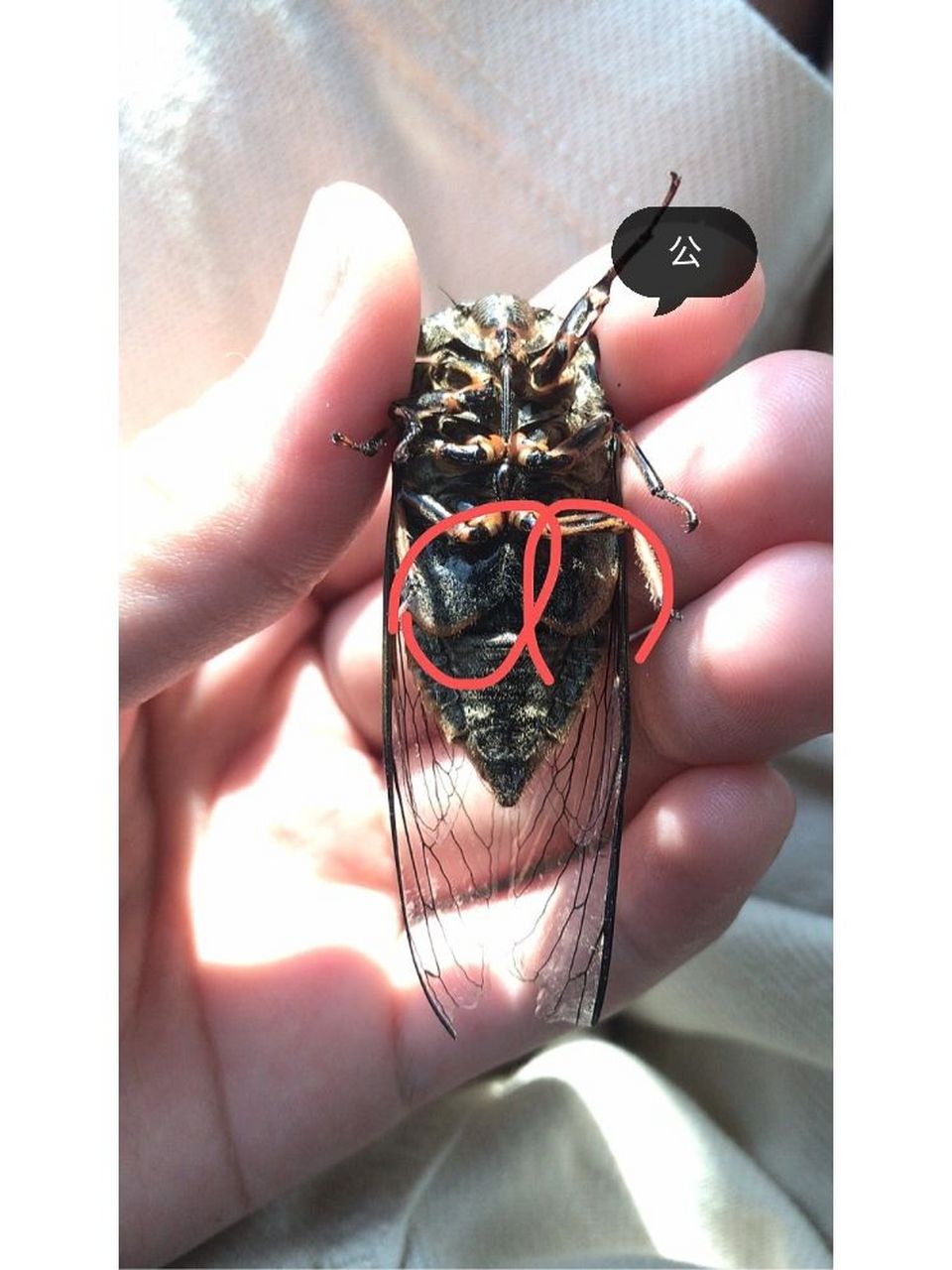 知了公母分辨图片 不用谢我
