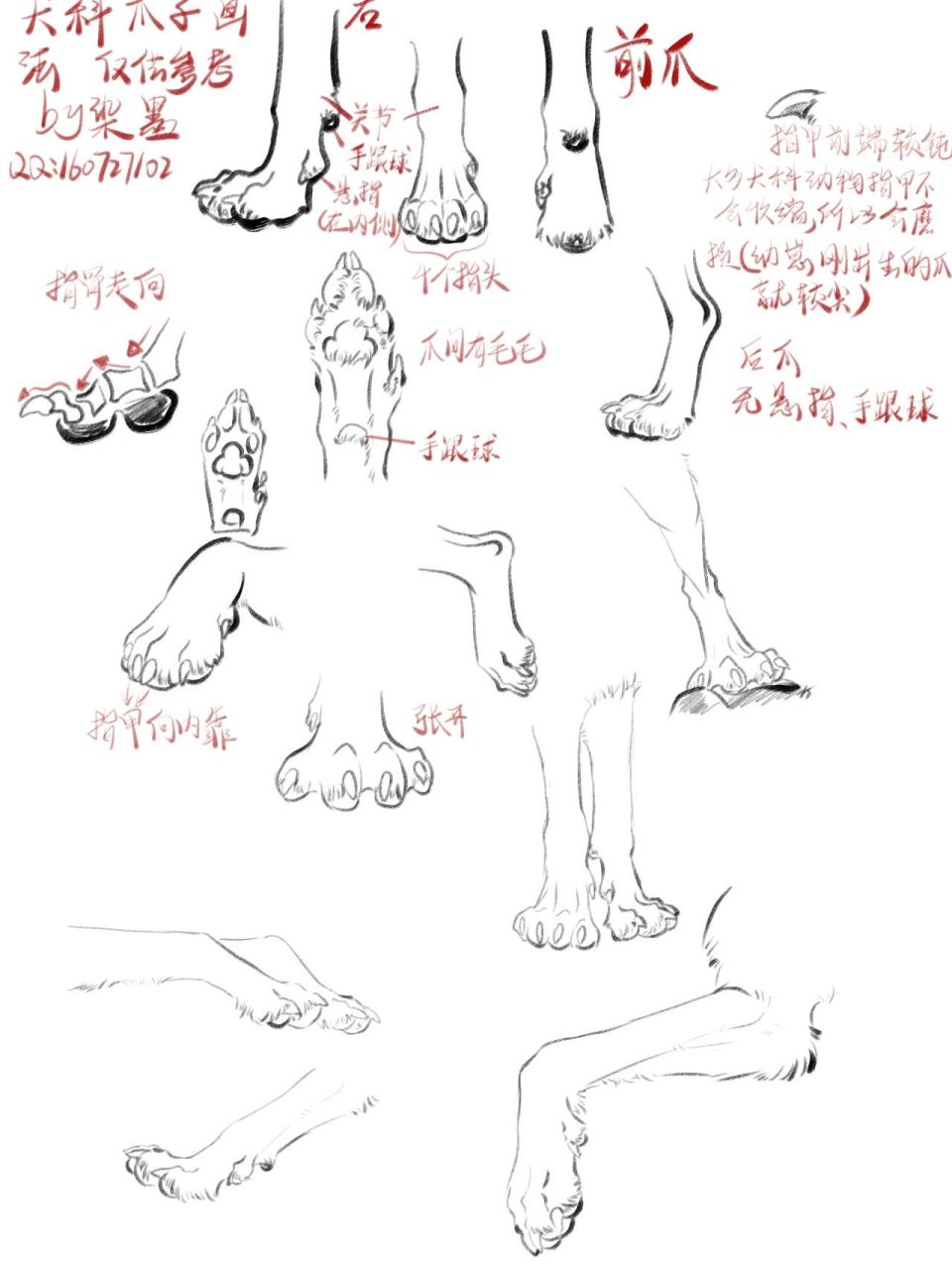 犬科动物爪子绘画教程 正式版来啦p1是新增的