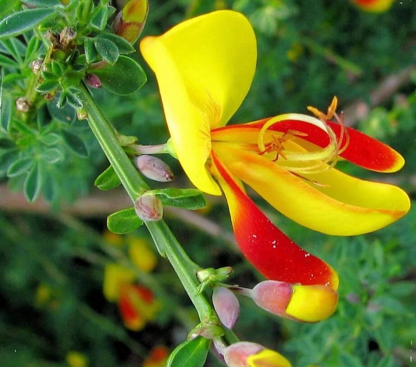 每日一花一草(金雀花) 金雀花势如飞雀,色金黄,故名¨金雀花¨.