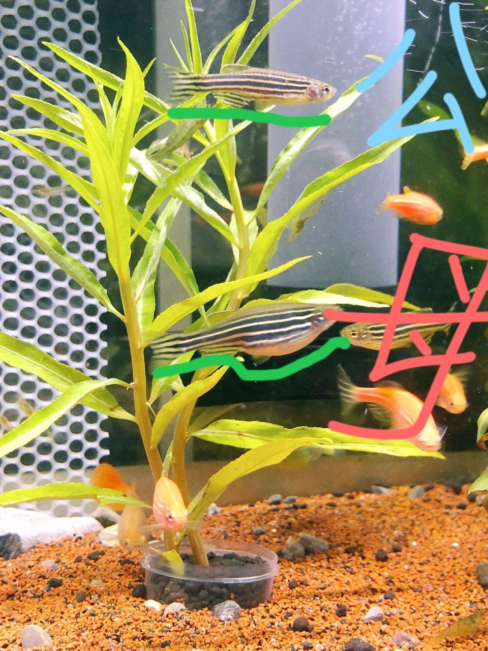 来做题给斑马鱼分公母吧 有朋友留言和私信问该怎样区分斑马鱼公和母