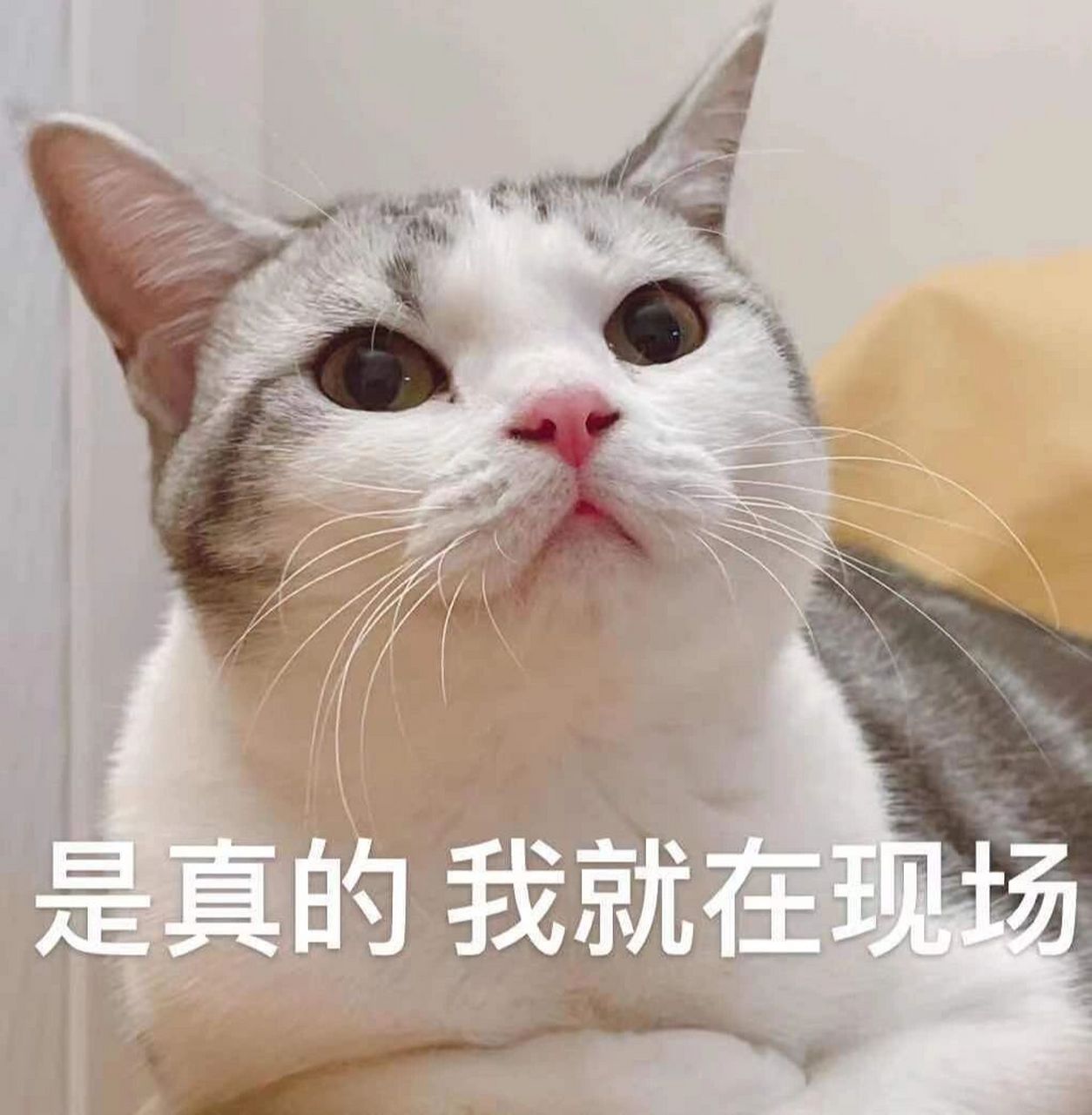 笑死 群里一本正经忽悠 妹妹的表情包真好用 一本正经胡说八道系列 是