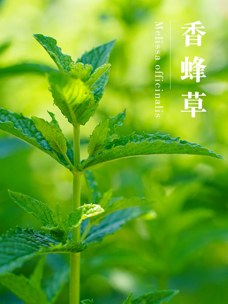 是一种十分耐寒的植物,即使在零度以下的低温,依然是绿油油的一片.