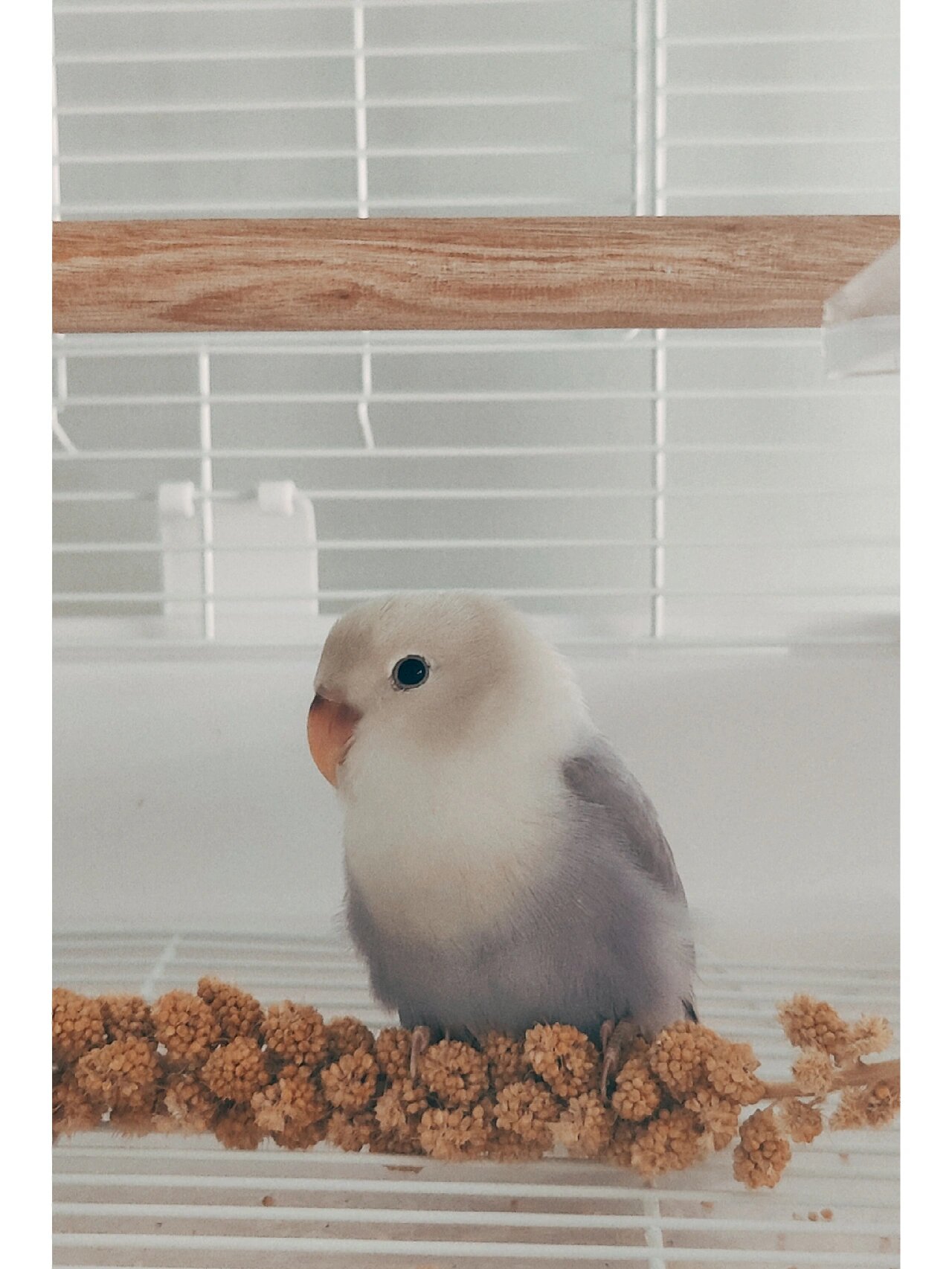 牡丹鹦鹉初到家 我家紫熏太美了 今天刚接了我家芋泥 45天已经断奶