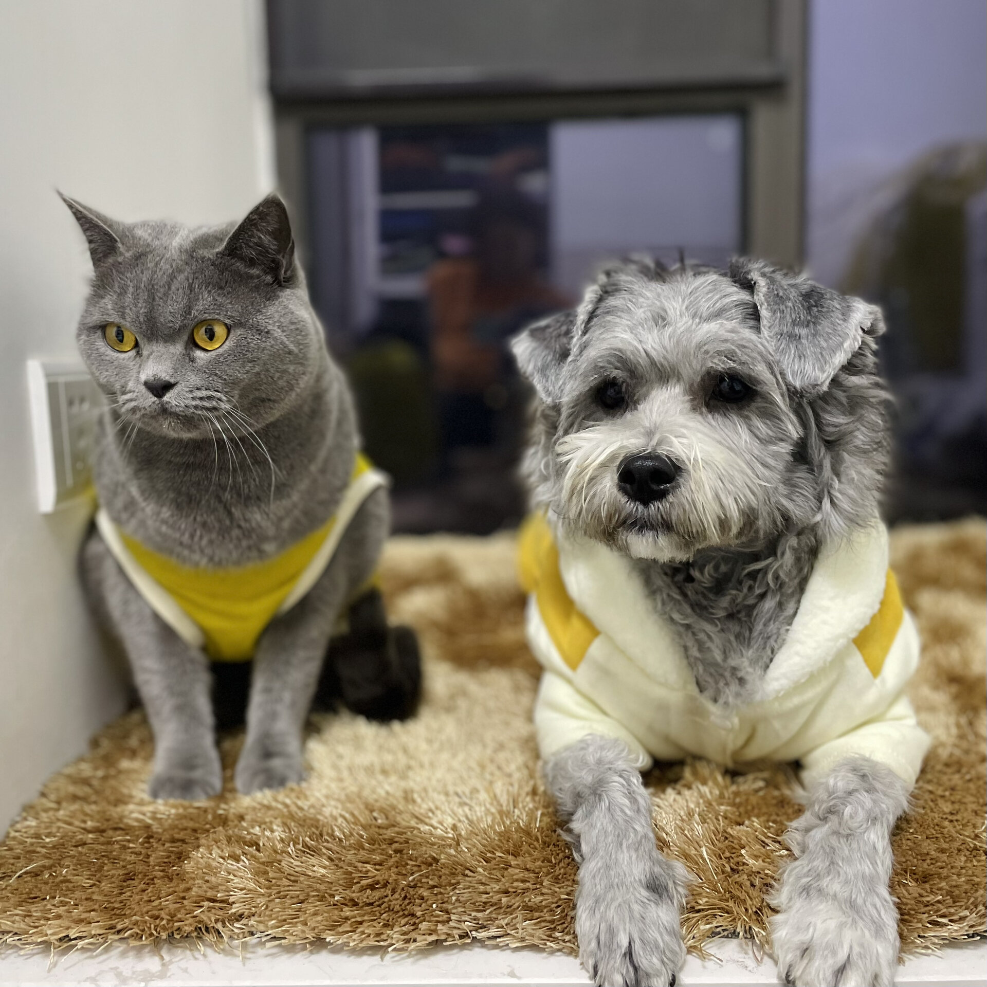 雪纳瑞串串的颜值变化