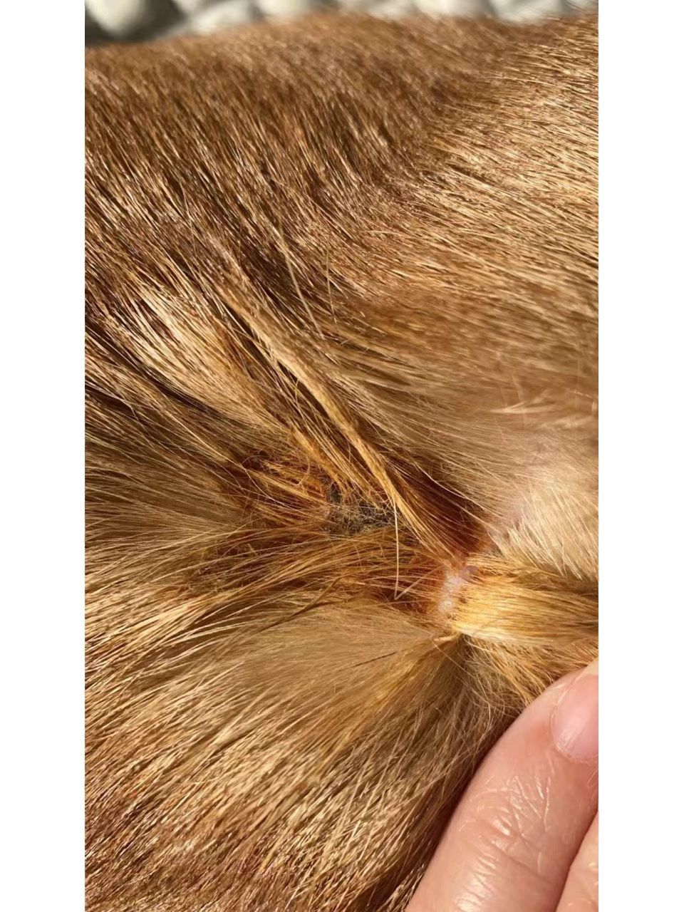 狗狗身上有癣的!