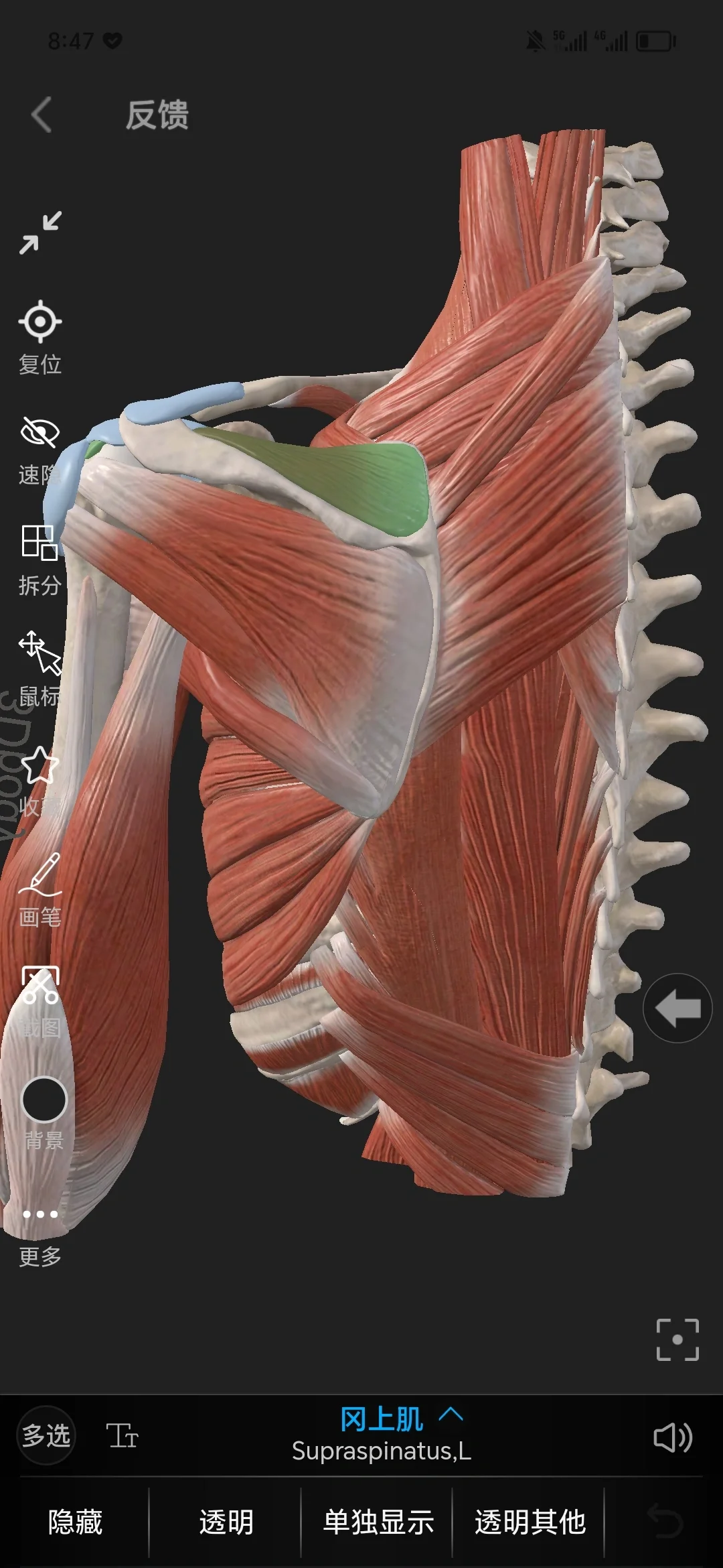 肩袖肌群—冈上肌