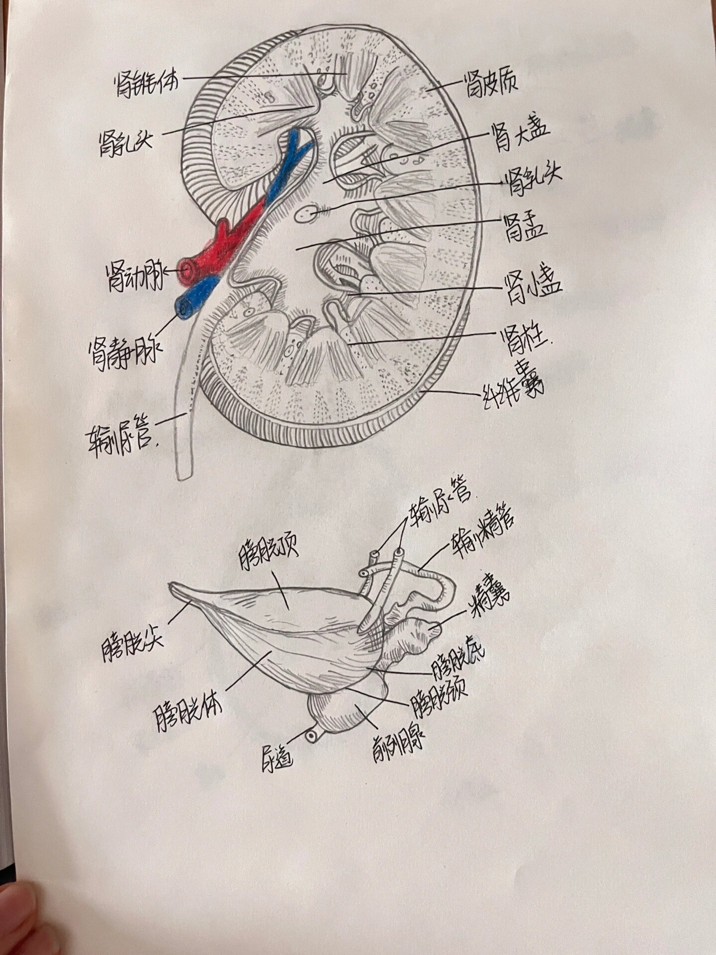 膀胱手绘图图片