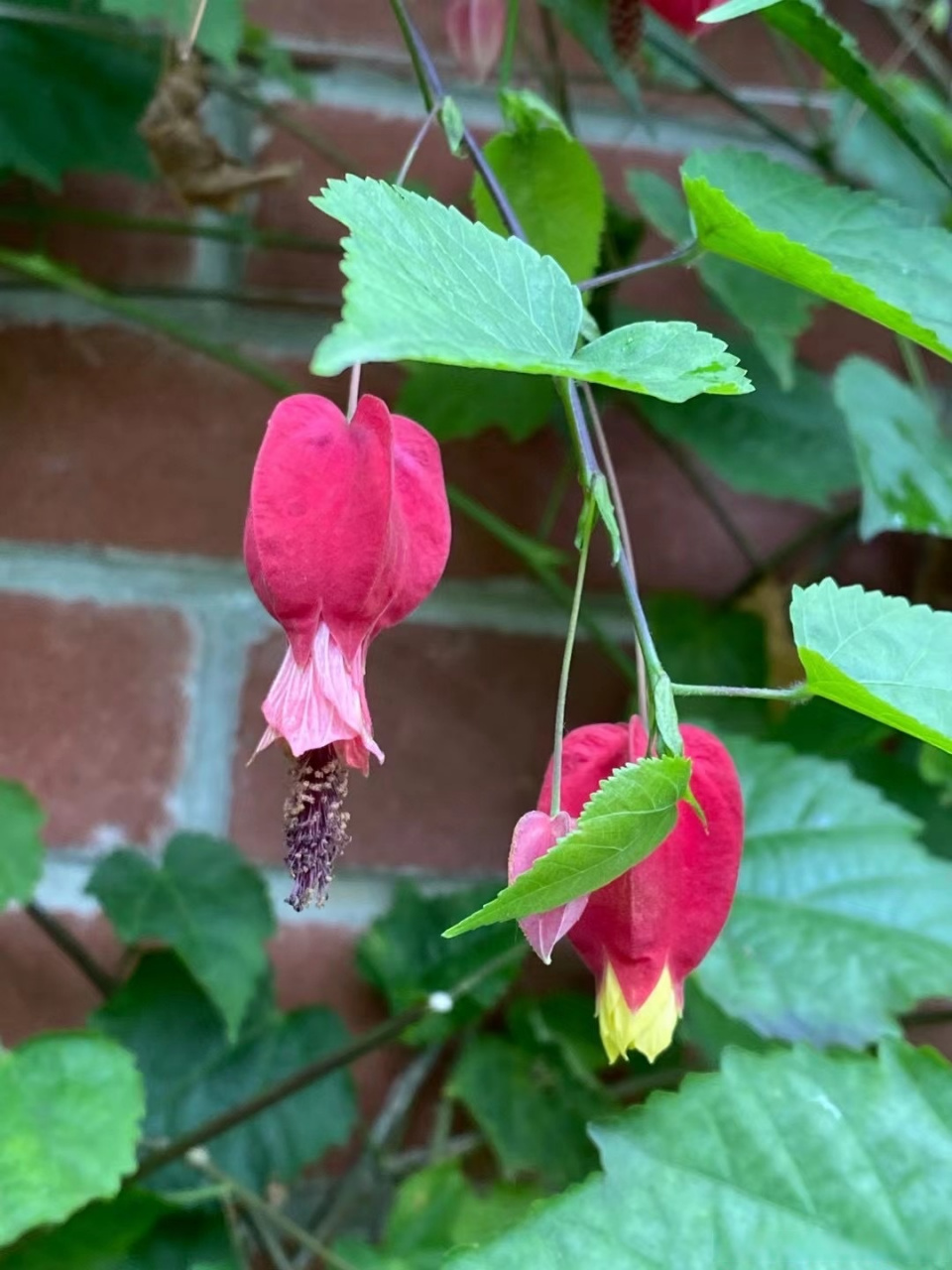 紅萼苘麻(abutilon megapotamicum)[太開心] #一起認植物##新星v計劃