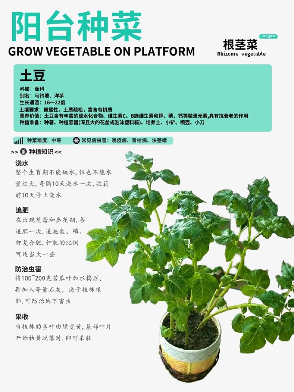 阳台种菜|土豆种植攻略卡片!