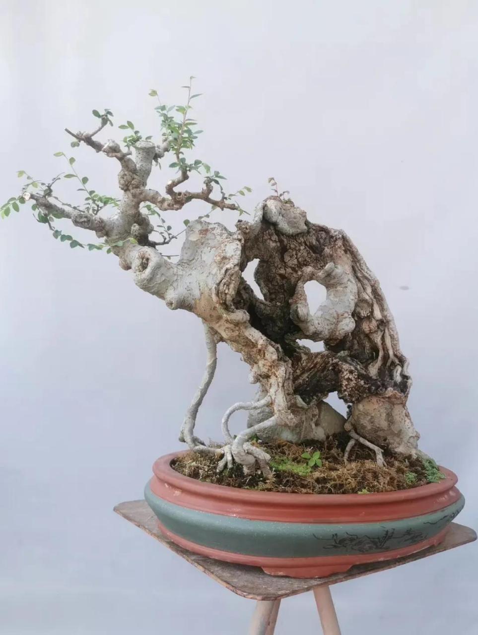 盆景怪桩,丑到极致便是美!老桩盆景分享