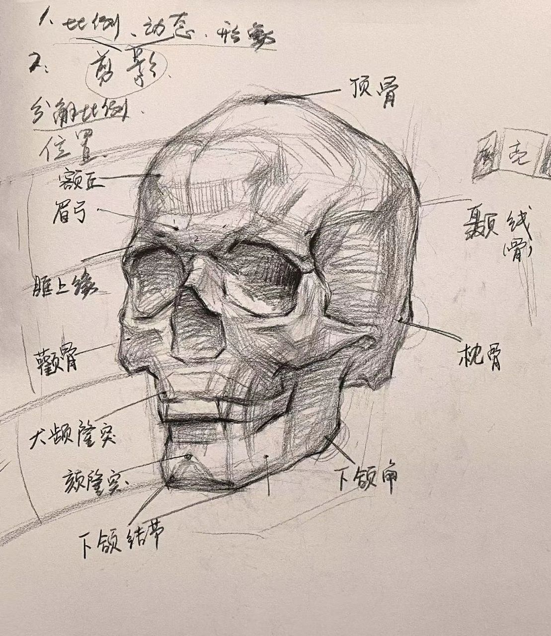 头像骨骼结构素描讲解图片