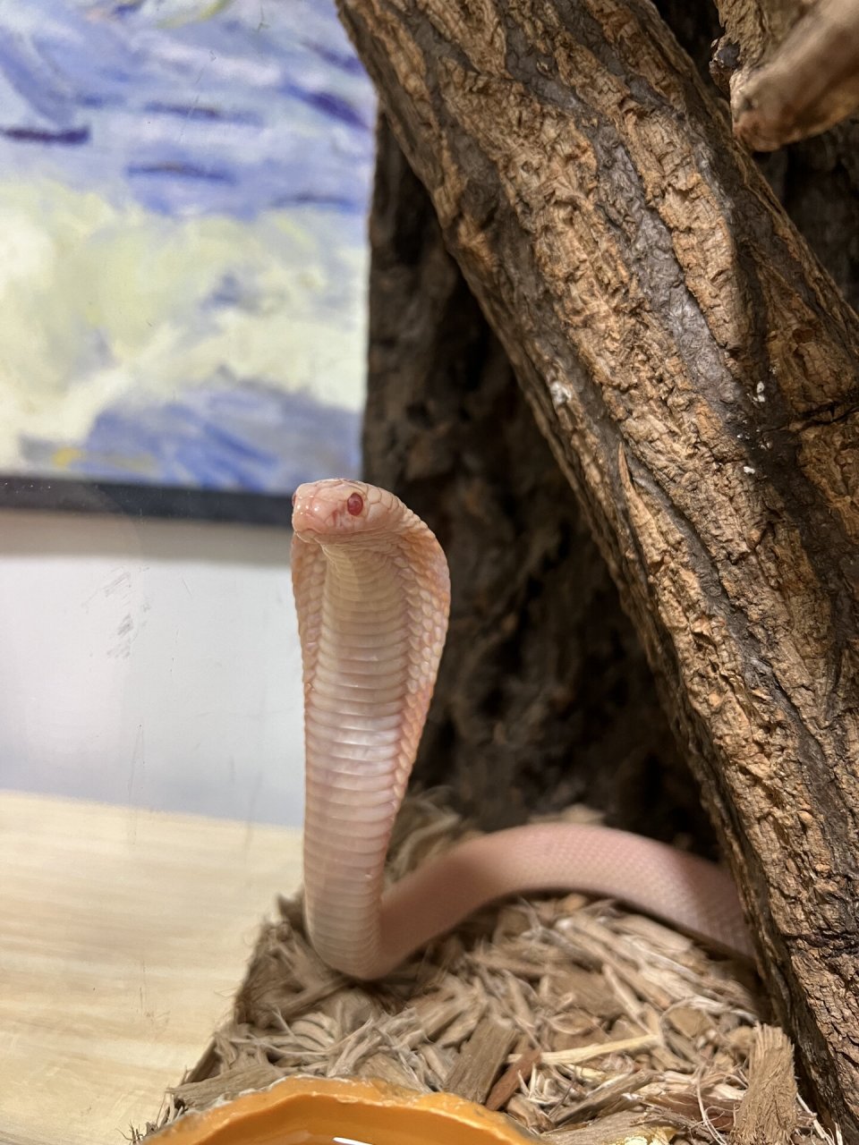 白化眼镜蛇 太可爱了呜呜!