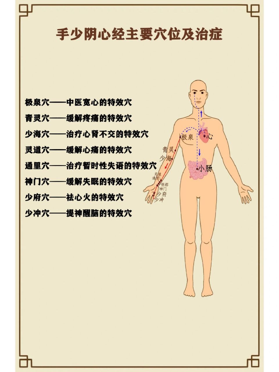 脾经作用图片