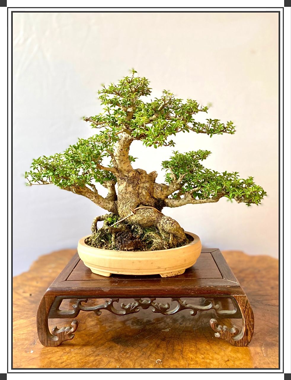 秀园盆景-米叶冬青 小型盆景老桩米叶冬青,高约30cm,枝干苍劲有力,最