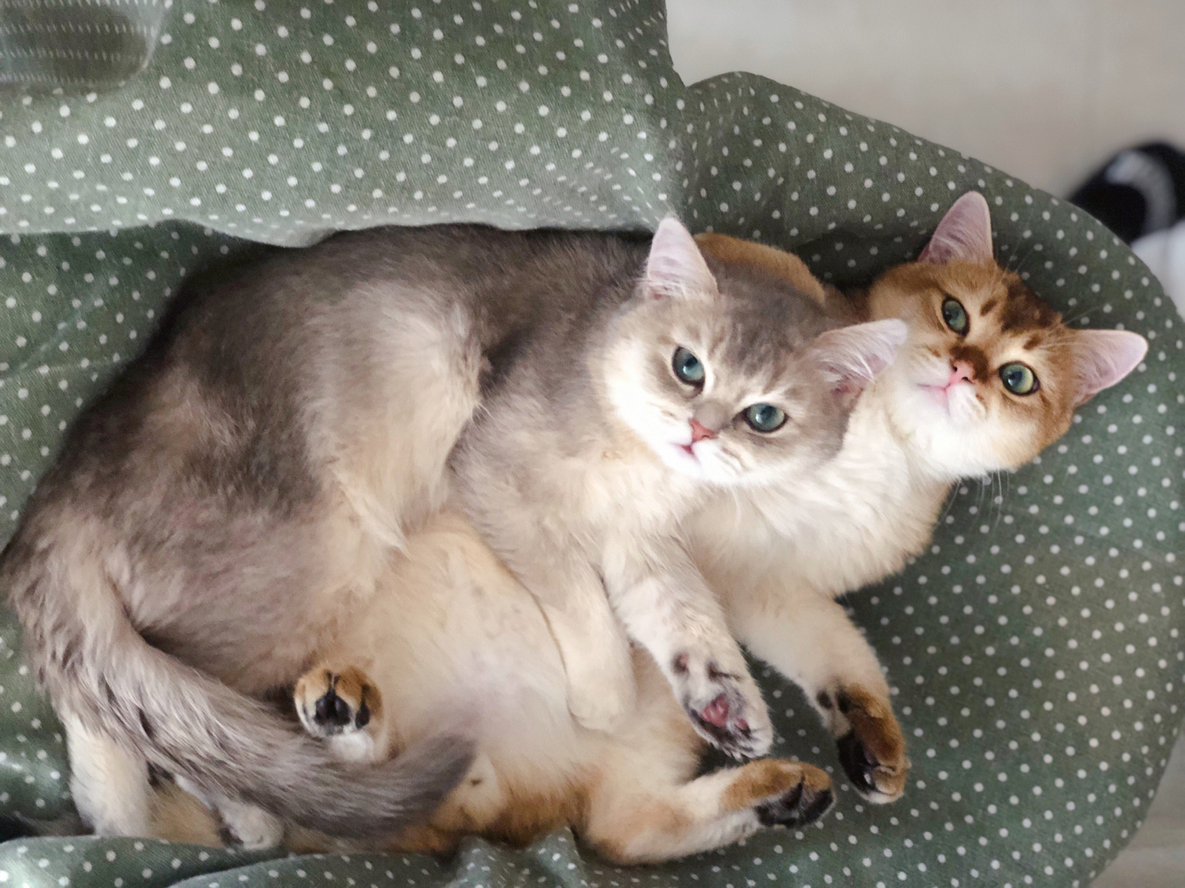 蓝金是女孩,金渐层是男孩,我老公想让它俩下窝崽