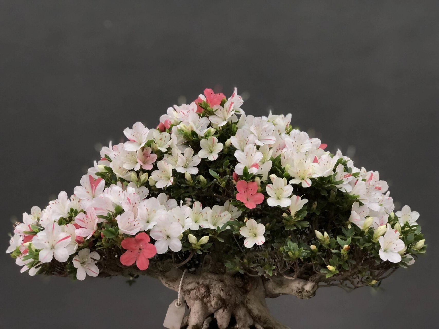 皋月杜鹃～小太郎