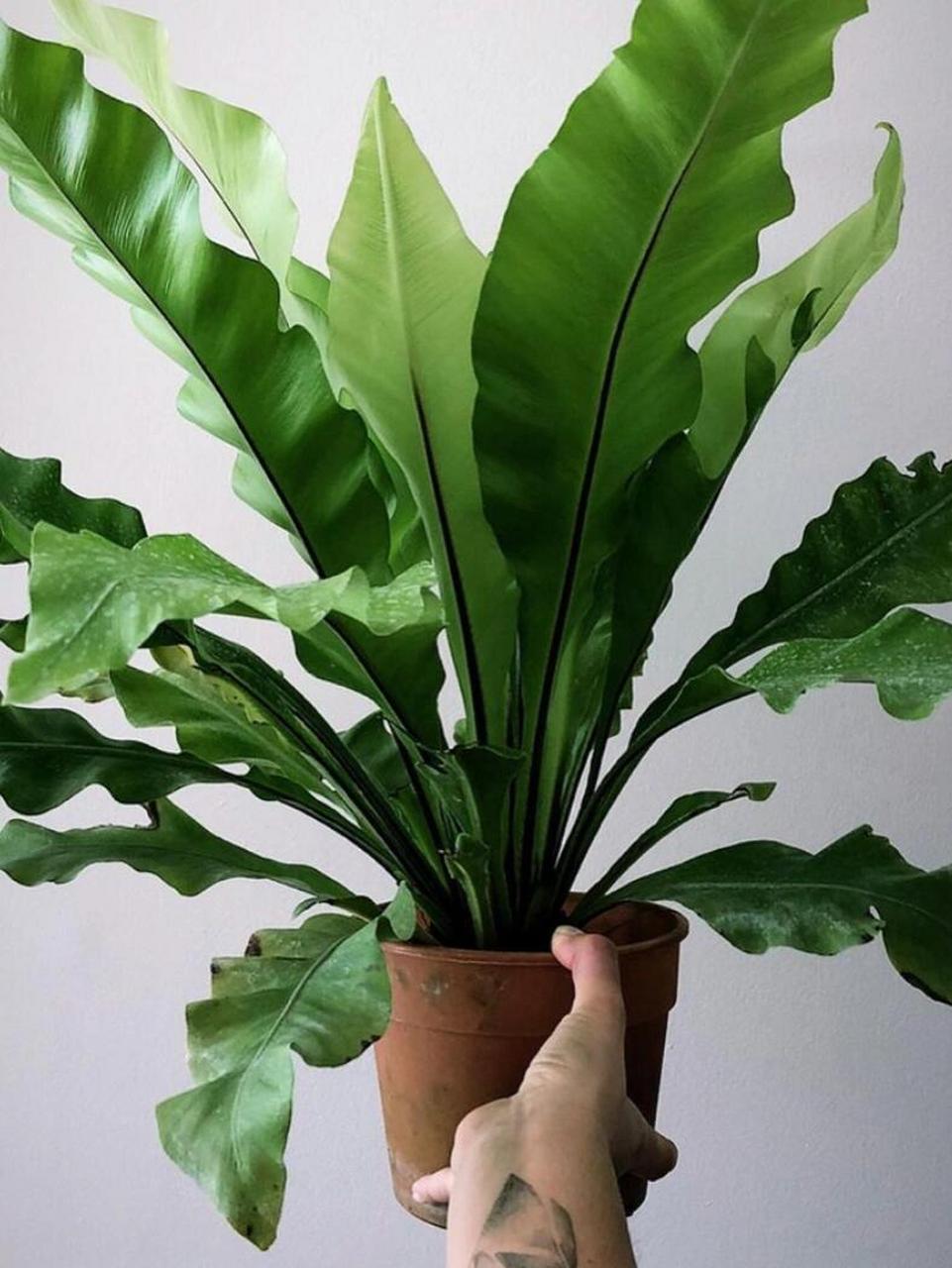 家居植物分享-鸟巢蕨 又名山苏花,为铁角蕨科巢蕨属下的一个种,属