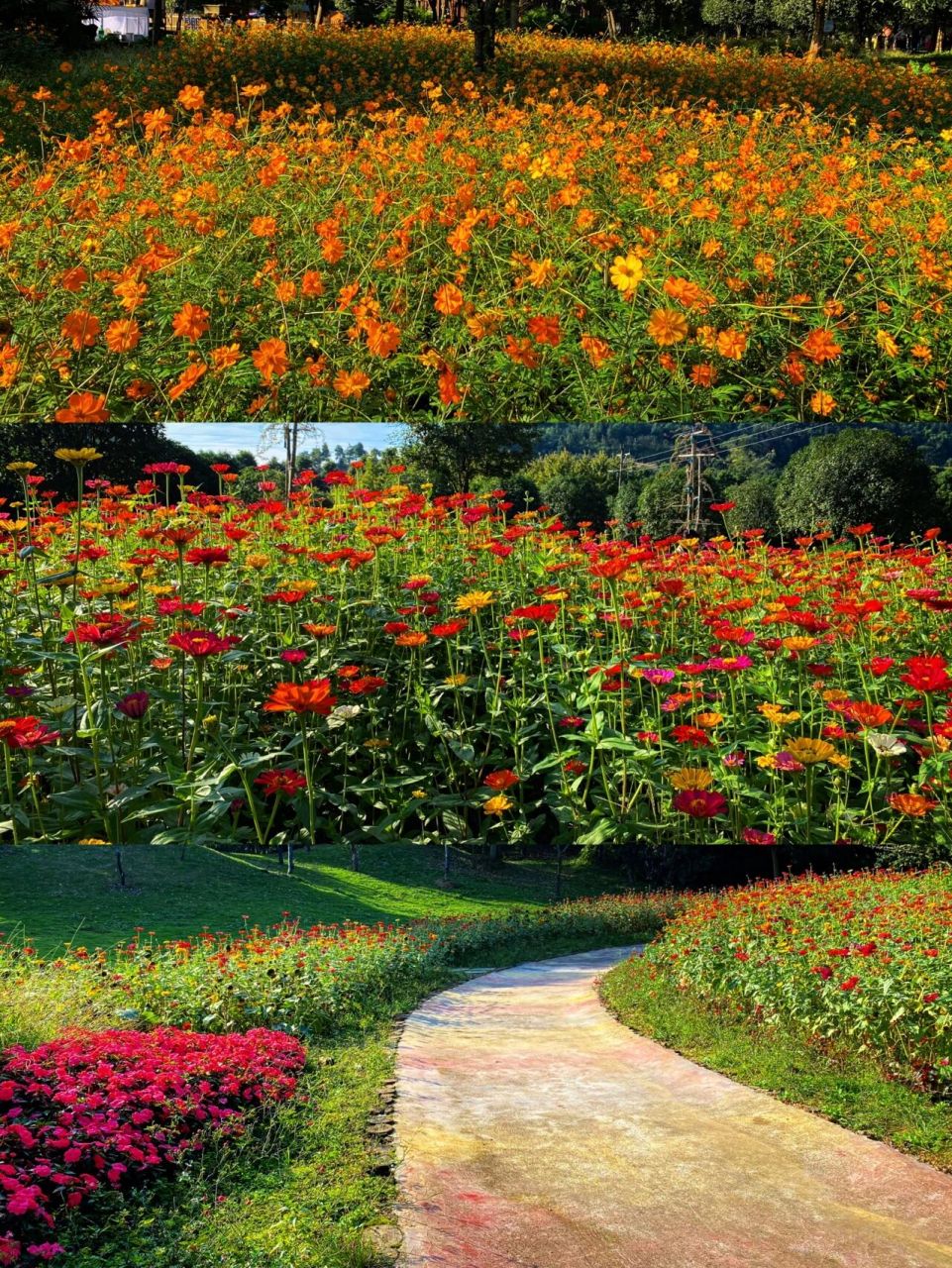 重庆周末出游|去太寺垭森林公园看花吧 99地址:沙坪坝区中梁镇太寺