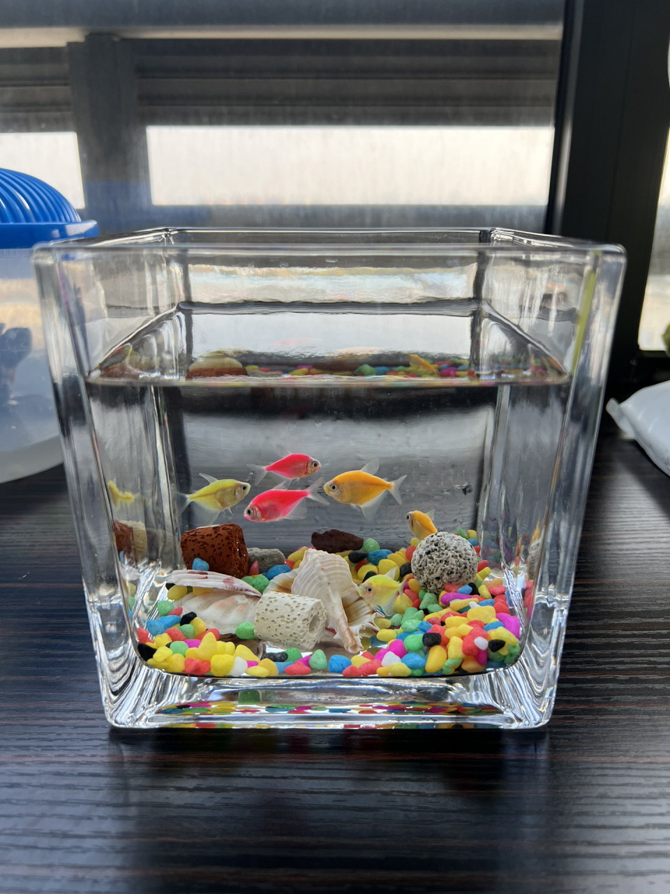 天使鱼已入坑97 今天刚到的小天使,听说好养,我试试 过温过水入缸