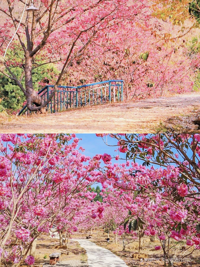 新丰县樱花谷风景区图片