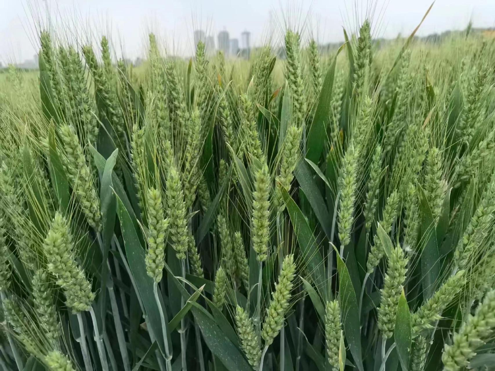 矮杆大穗高产的小麦品种岱麦728,从苗期到成熟表现都优秀!