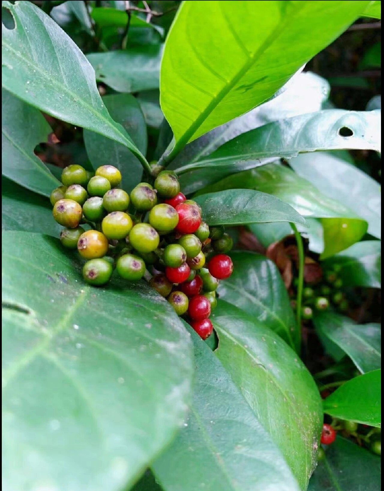 九节| 1种全年花果期植物 茜草科,九节属,九节 国内产地广东云南广西