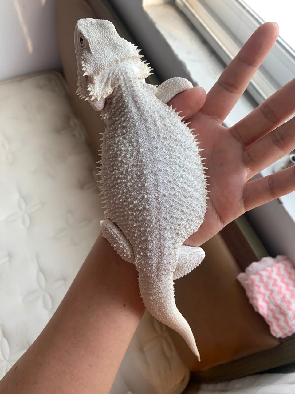 超白鬃狮蜥 白度特别好