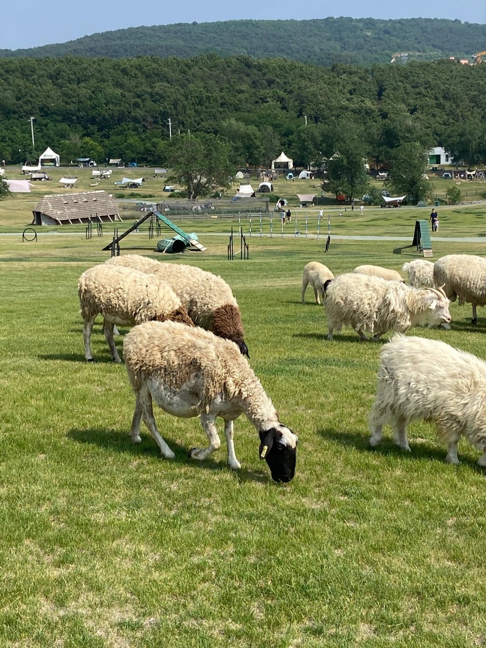 大连三寰牧场 天很蓝草很绿地方也很空旷 很适合散心感受 羊圈里的养