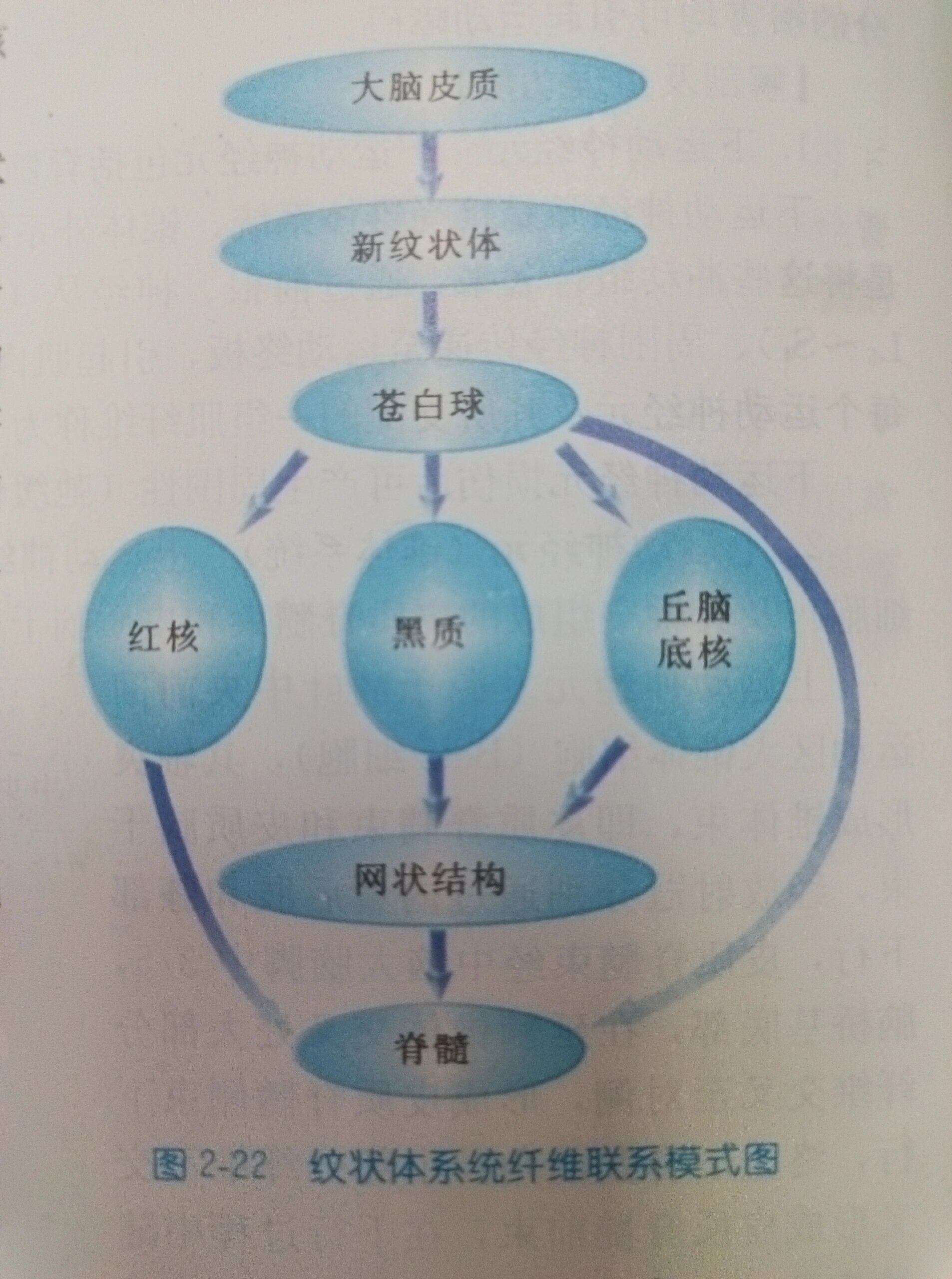 神经系统传导通路合集 最近在神内轮转