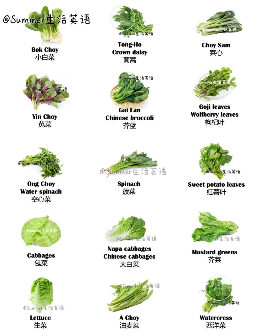 这是一篇汇总大约我知道的所有青菜的英文名.