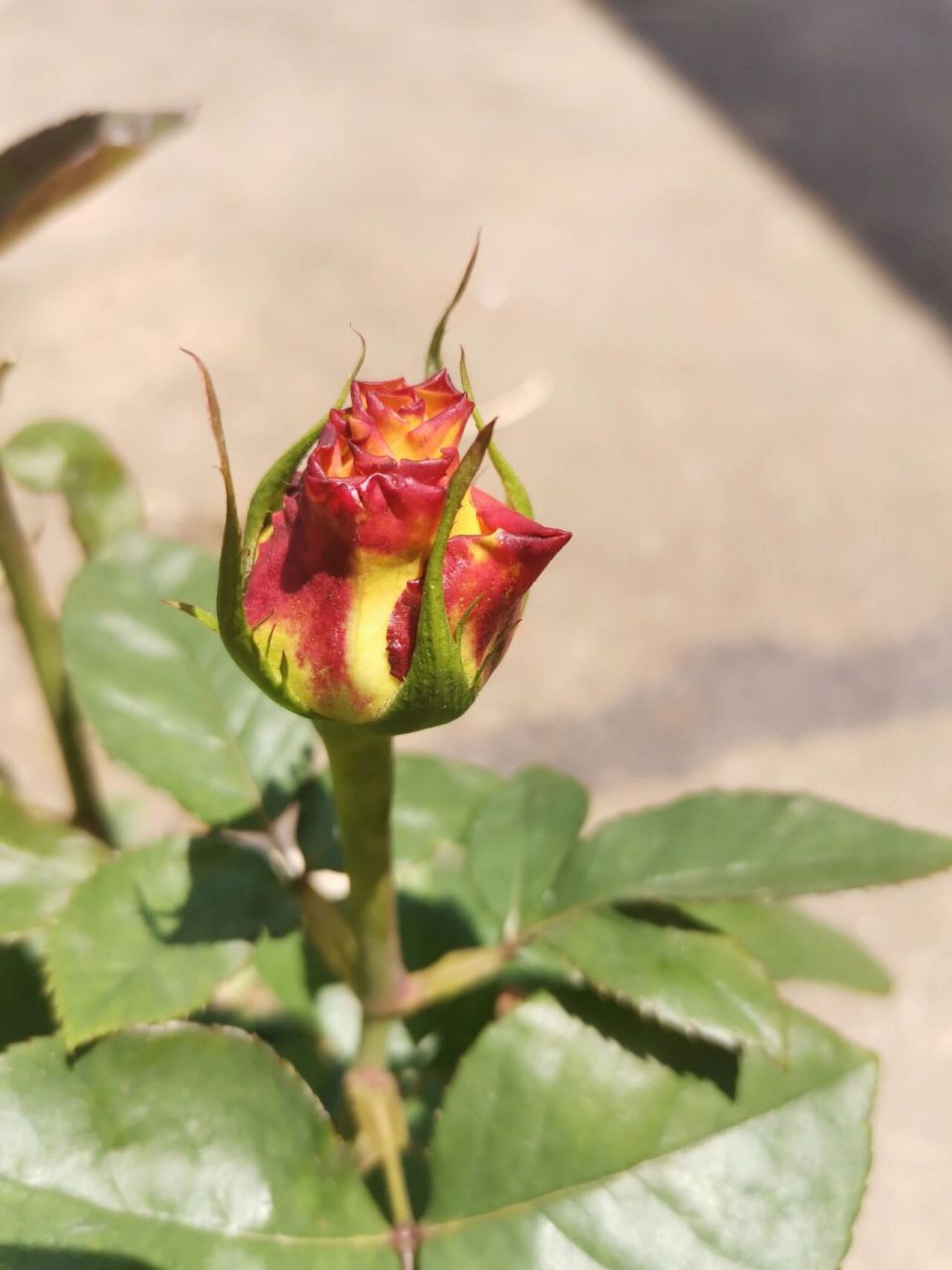 玫瑰花的生长记录图片