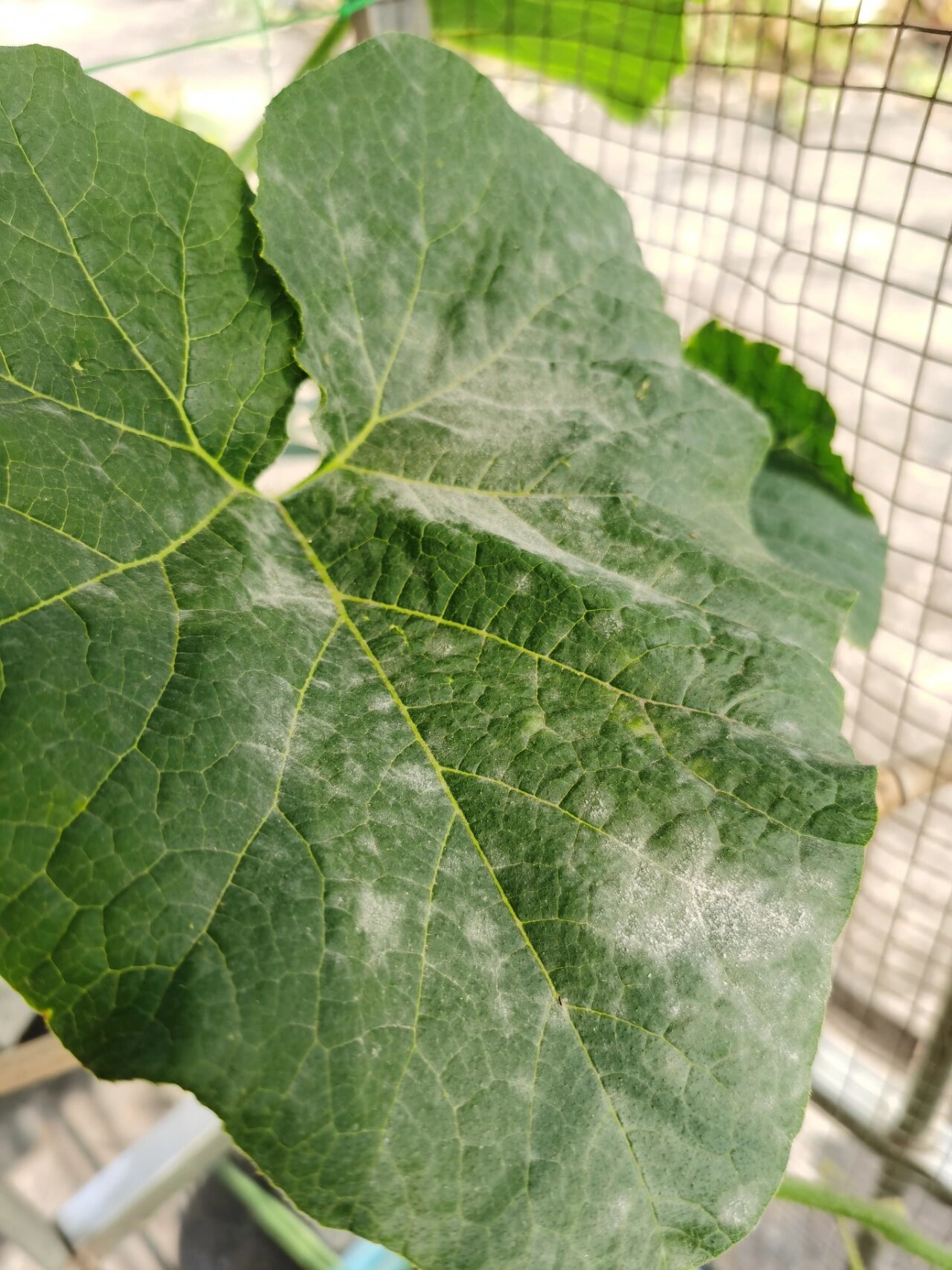 南瓜的叶子突然这样了,是白粉病吗?