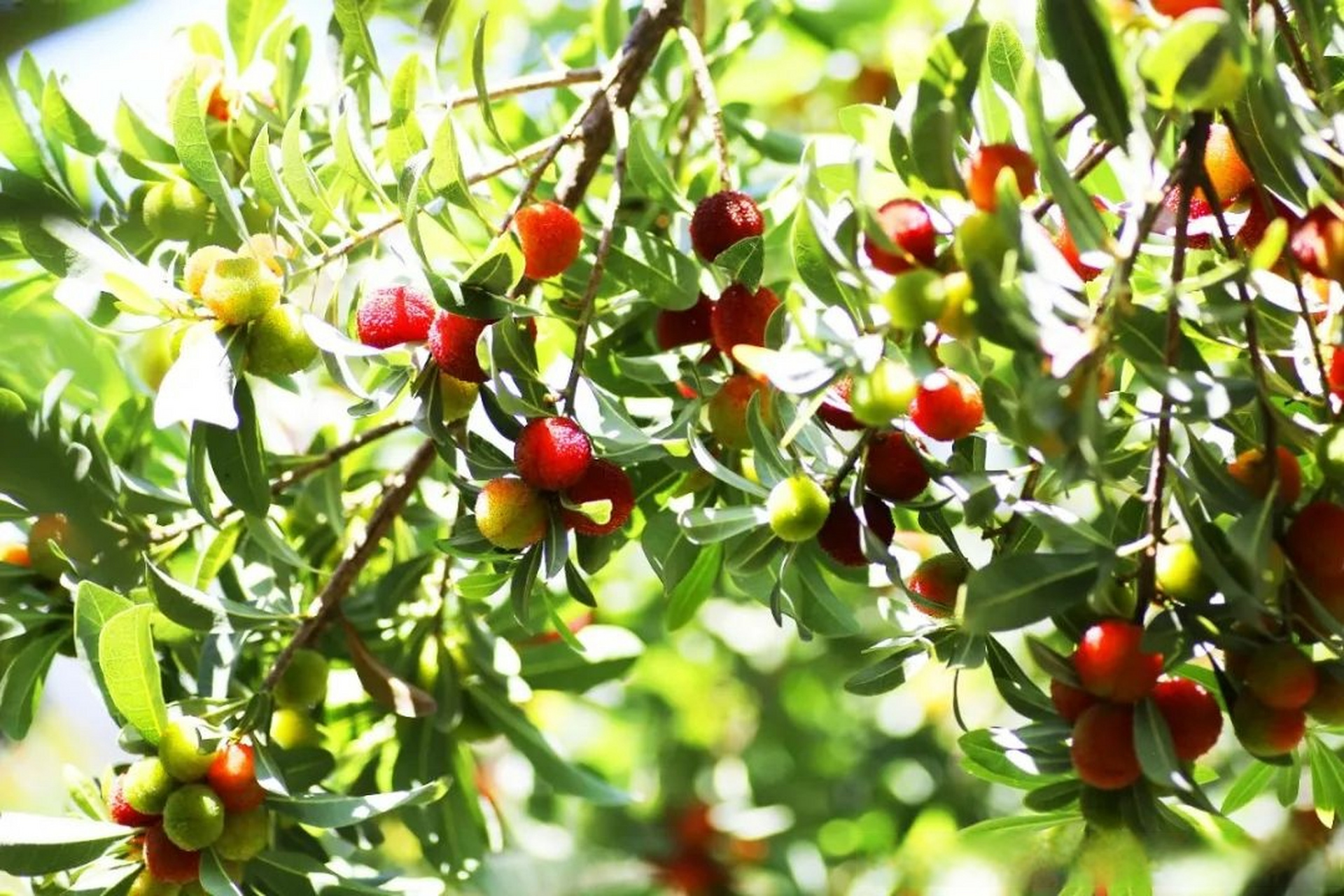 腾冲旅游# 【腾冲鸵鸟庄园邀你"梅"好端午,酷爽一"夏"】"六月杨梅已