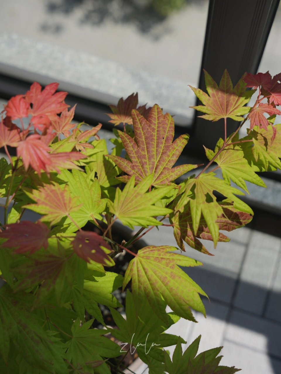 枫树"月升" #月升枫树# #枫树##我的养花日常