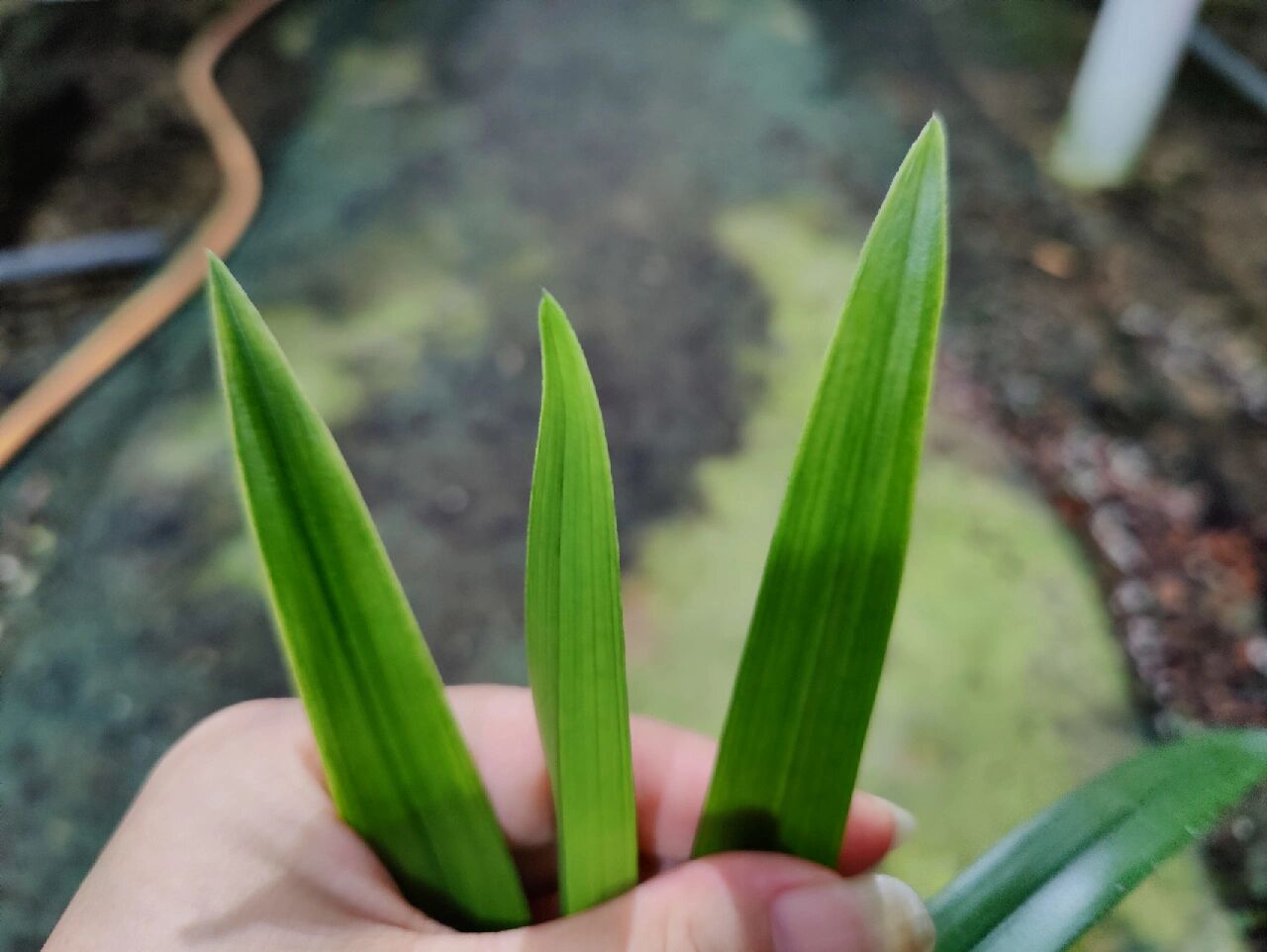 治愈生活灵感/建兰峨眉胭脂 治愈生活灵感  	 建兰 峨眉胭脂 叶型中垂