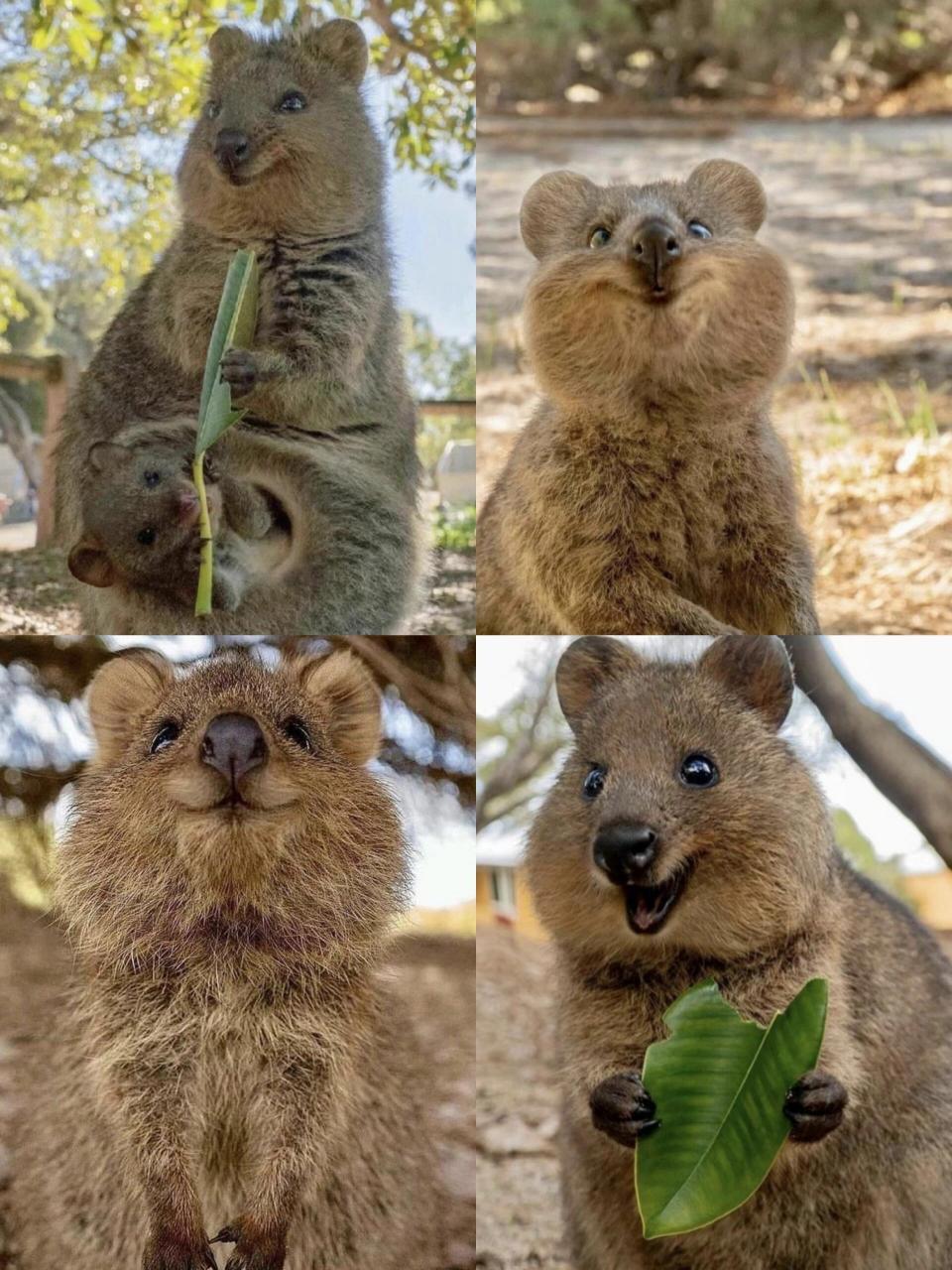 🇦🇺来澳大利亚旅行当然要会会当地的小动物啦澳洲被称为"没有