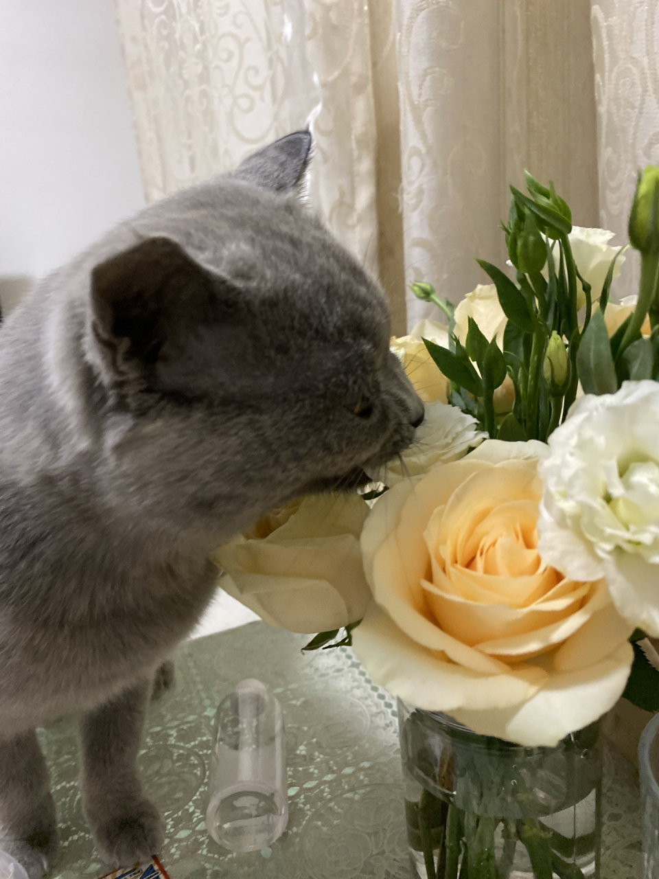 猫怎么吃洋桔梗啊 像吸了 有毒吗 刚把花放桌子上就嗅嗅 然后很兴奋