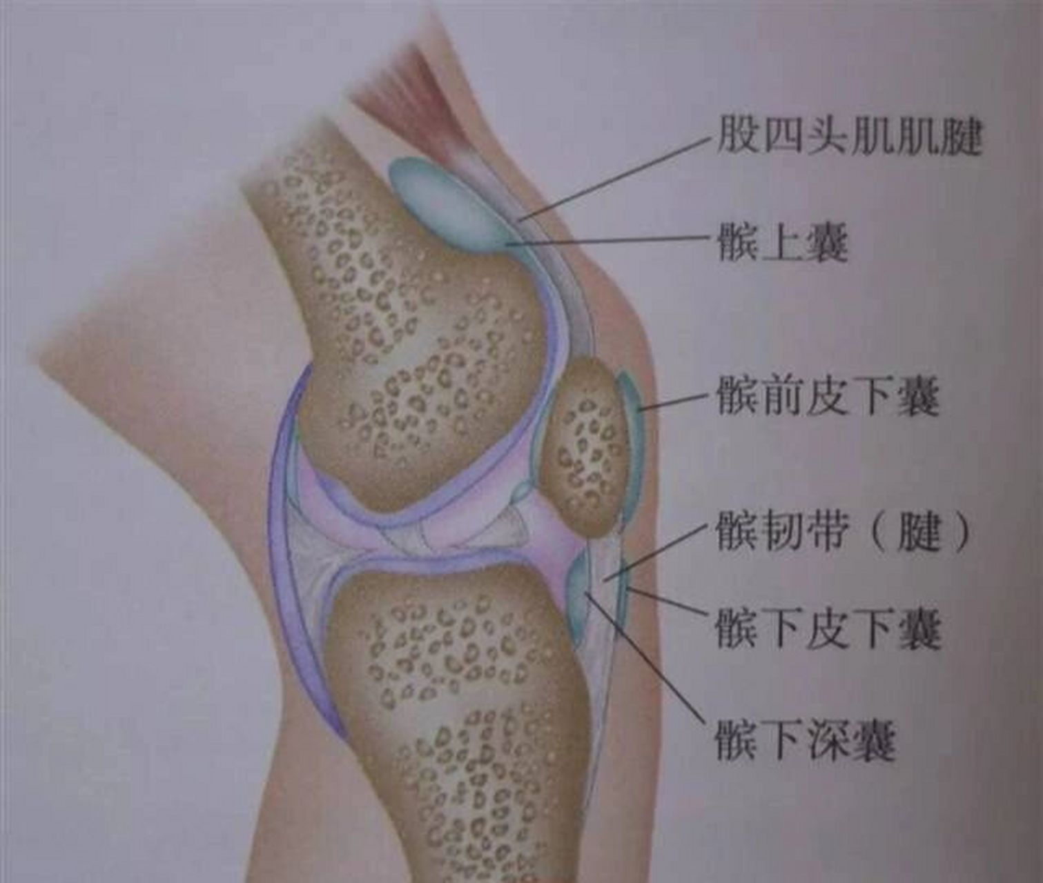 髌下囊图片