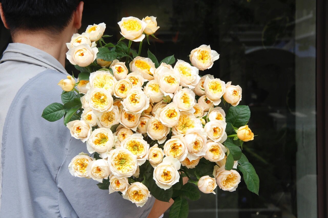 多头黄蝴蝶玫瑰