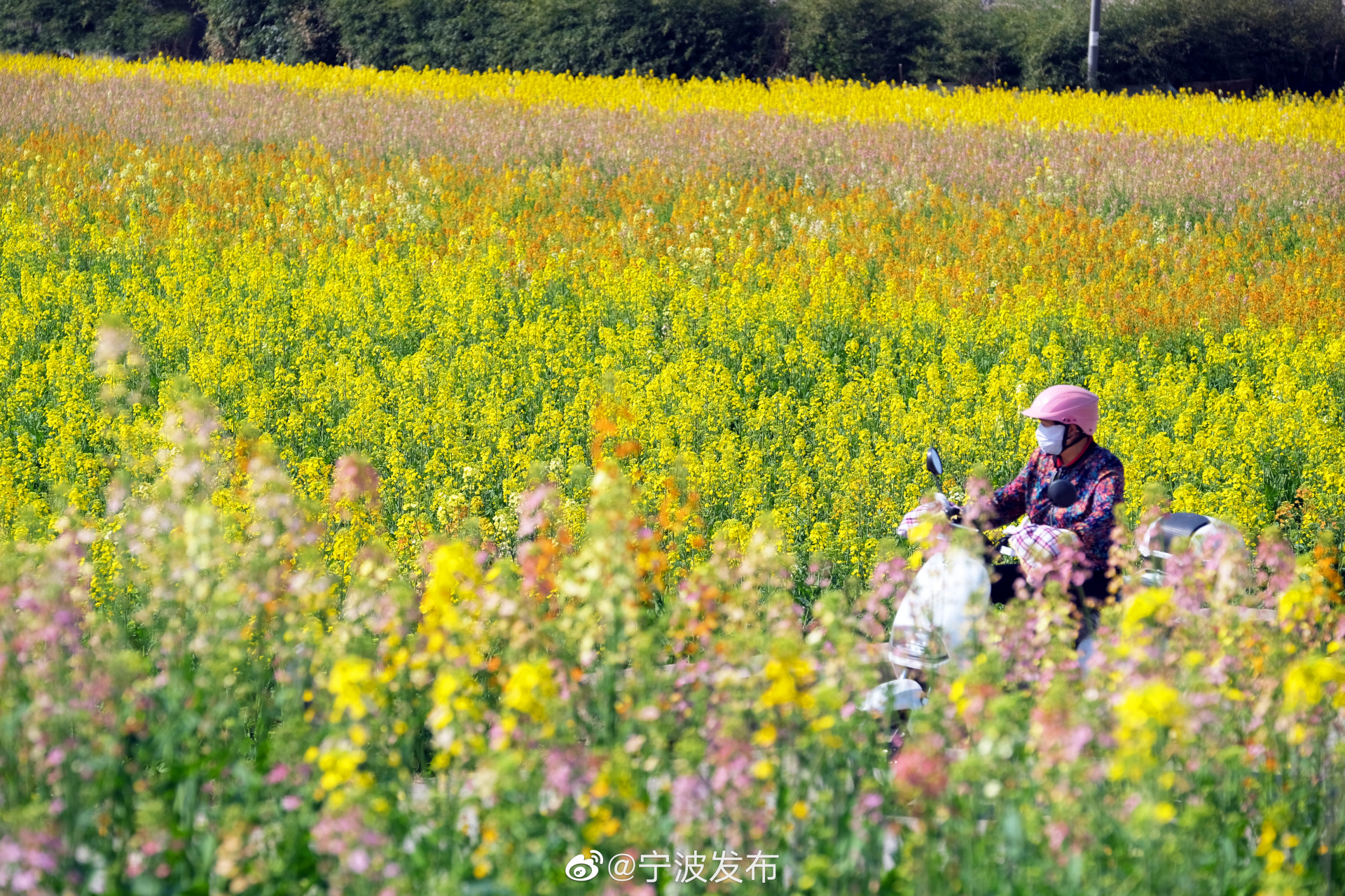 云龙镇油菜花图片