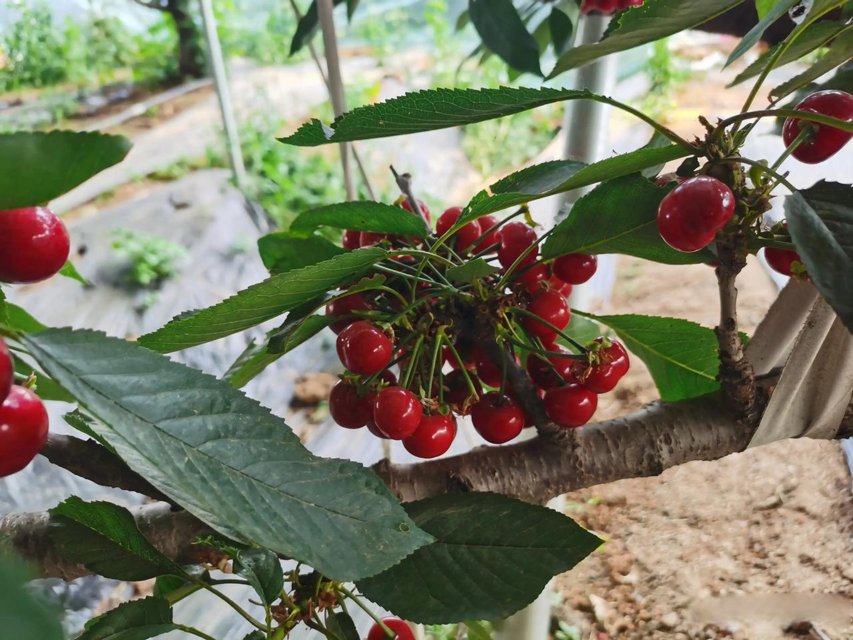 莒南厉家寨樱桃研究基地,据说是全球最好吃的大樱桃,价格从60-160元不
